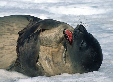 Seal