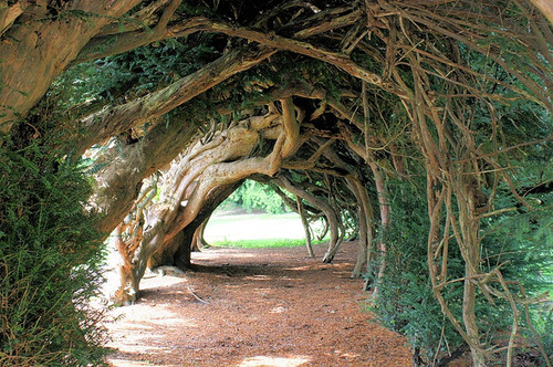 Aberglasney tree tunnel, Wales