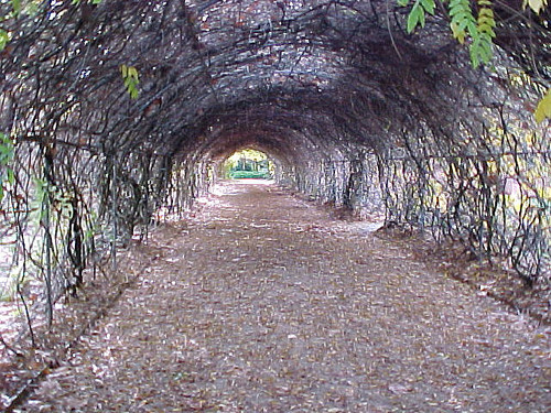 Adelaide tree tunnel, Australia