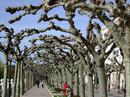 Burgos tree tunnel, Spain