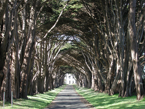 California tree tunnel, USA