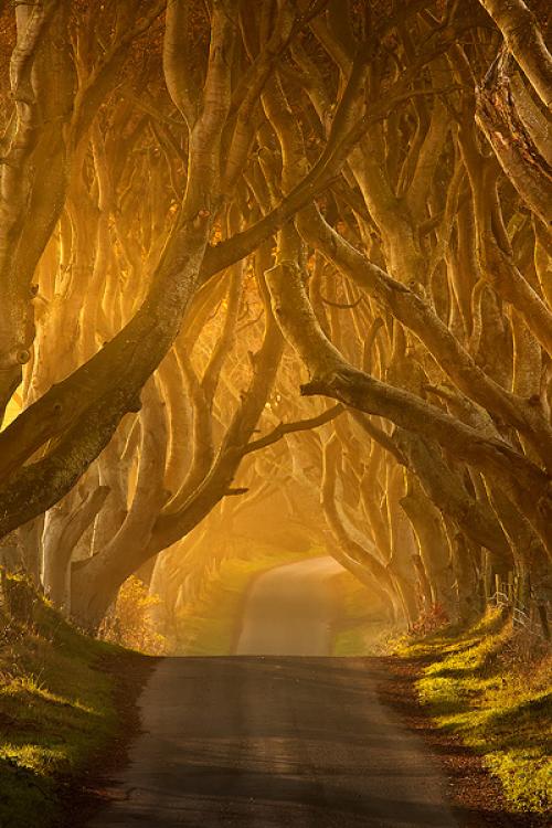 Co. Antrim tree tunnel, Ireland