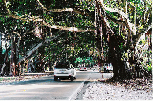 Florida tree tunnel, USA