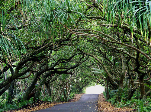 Hawaii tree tunnel