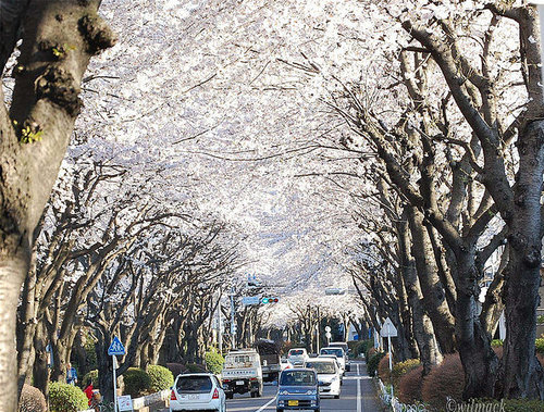 Kanagawa tree tunnel, Japan