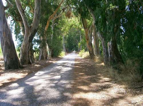 Marmaris tree tunnel, Turkey