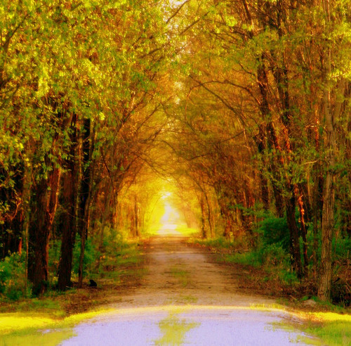 Missouri tree tunnel, USA