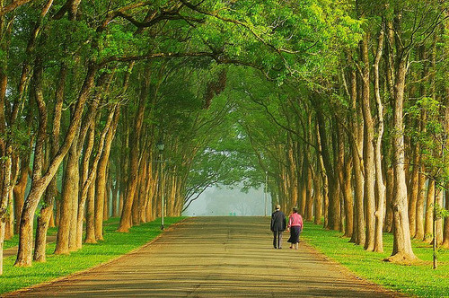 Taiwan tree tunnel