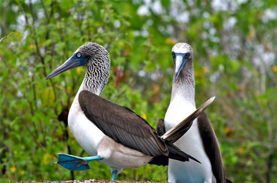 Blue-footed Booby