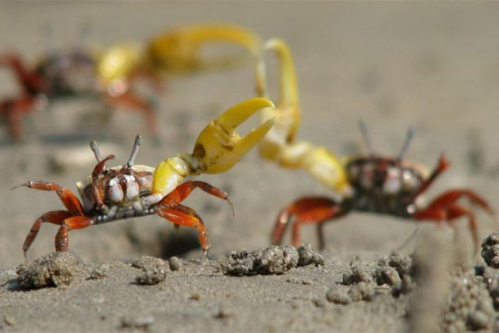 Fiddler Crabs