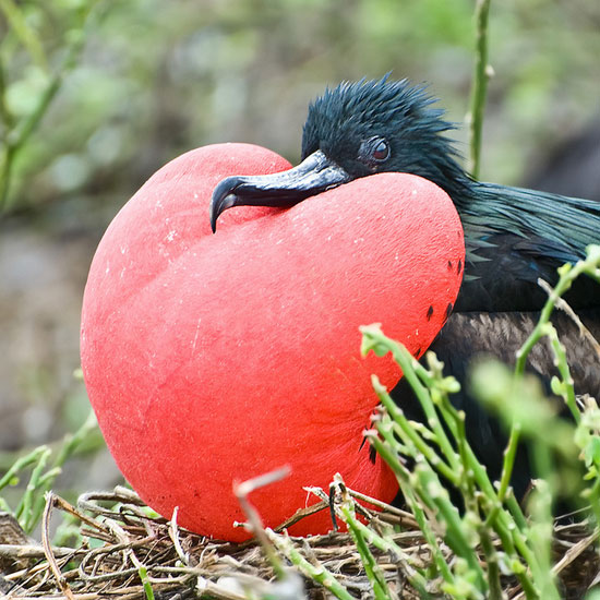 Frigate Bird