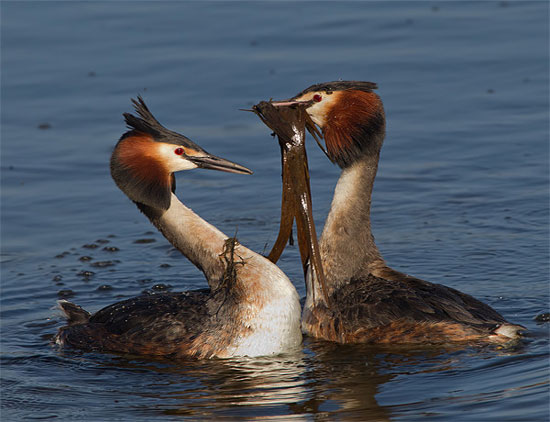 Great Crested Grebe