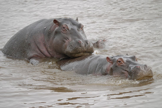 Hippos