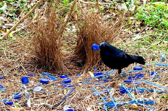 Satin Bowerbird