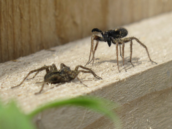 Wolf Spider