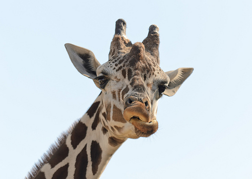 Giraffe Face 2