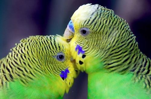 15 Adorable Snapshots of Animals Getting Amorous | Free Dating