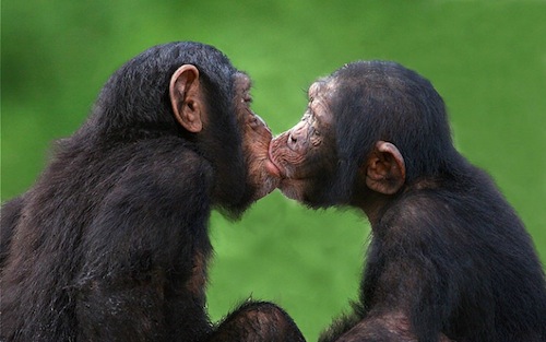 Chimpanzees