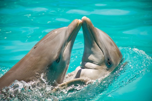 Dolphins