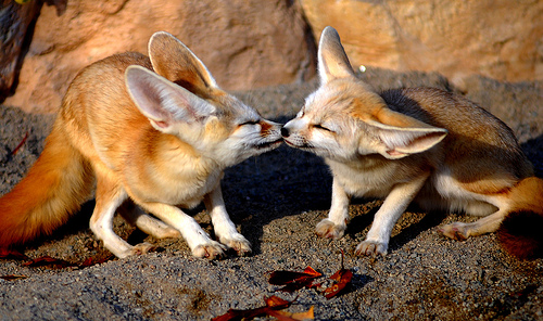 Fennec Foxes