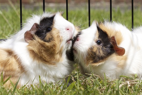 Guinea Pigs