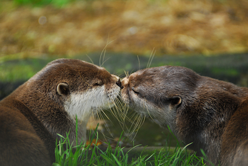 Otters