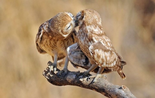 Owls