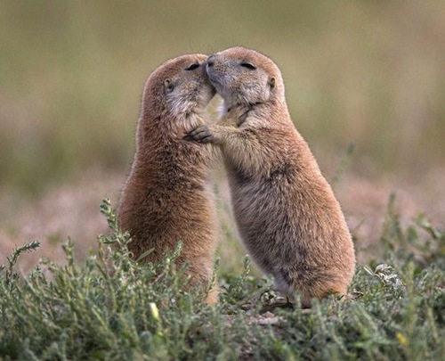 Prairie Dogs