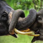 15 Adorable Snapshots of Animals Getting Amorous